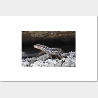 Grand Skink Posters and Art